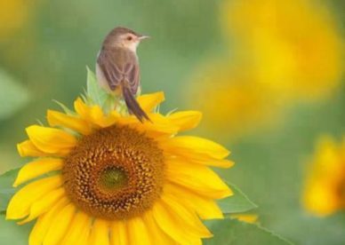 أجمل صور زهور عباد الشمس 2017 Sunflower - صور ورد وزهور Rose Flower images